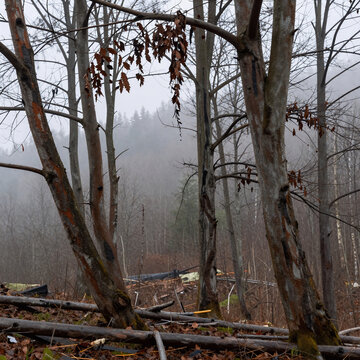 Photorealistic Rain Acid. Trees Damaged By Acid Rain In The Polish Mountains