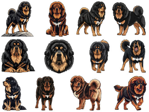 Tibetan Mastiff dog 12 profile poses bundle pack vector illustration
