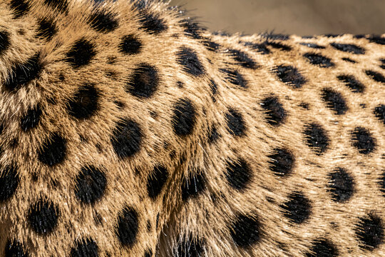 Ultra-Detailed Close-Up of Cheetah Fur Texture with Dramatic Lighting