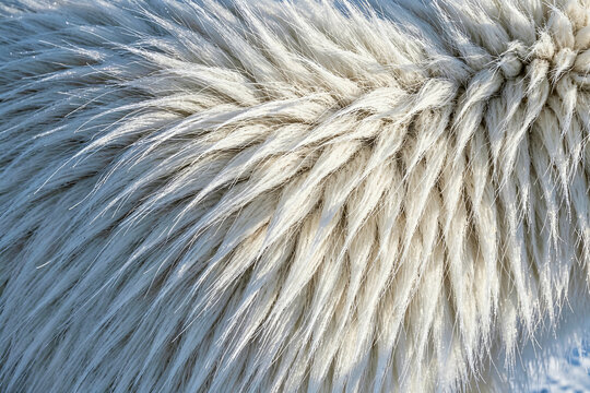 Macro Shot of Polar Bear Fur Texture in Arctic Cold Light