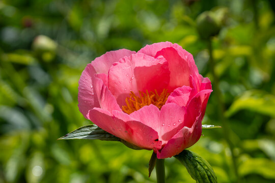 Bathed in warm afternoon light, a coral-pink peony opens its layered petals to the season. Coral pink peony (Paeonia 'Janice') flower in full bloom glowing in summer sunlightg. 