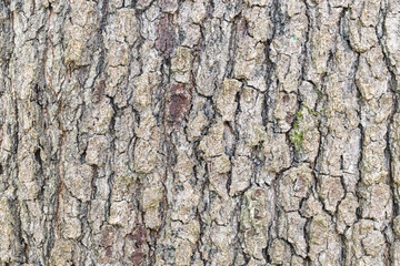 Fototapeta premium Detailed Cherrybark Oak Bark Texture (Quercus pagoda)