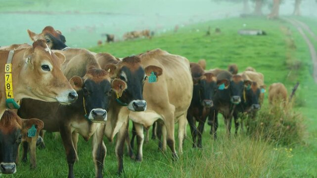 Nosy jersey cows waiting in queue to head to barn NSW Australia
