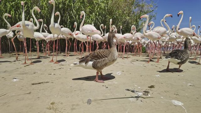 Few wild greylag geese walking on a sandy shore in front of a huge flock of greater flamingos resting in the sun at the Sigean African Reserve on a beautiful and sunny day