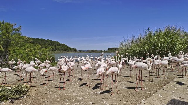 Large flock of pink flamingos standing on the shore of a lake with seagulls flying in the blue sky at the Sigean African Reserve, a zoological park in southern France