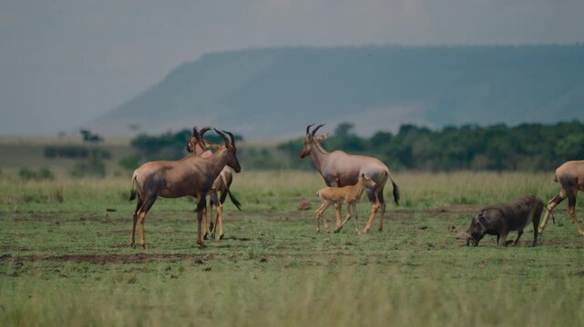 Herd of topi antelopes with a calf and a warthog grazing together on a green african savanna