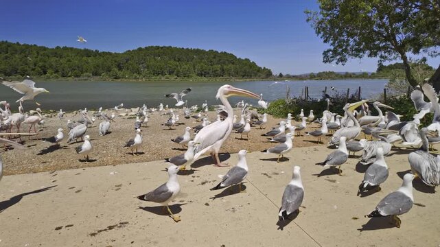 Various aquatic birds, including white pelicans, yellow legged gulls, and flamingos, gathering on the sandy shore of a lake during a sunny day in the Reserve Africaine de Sigean