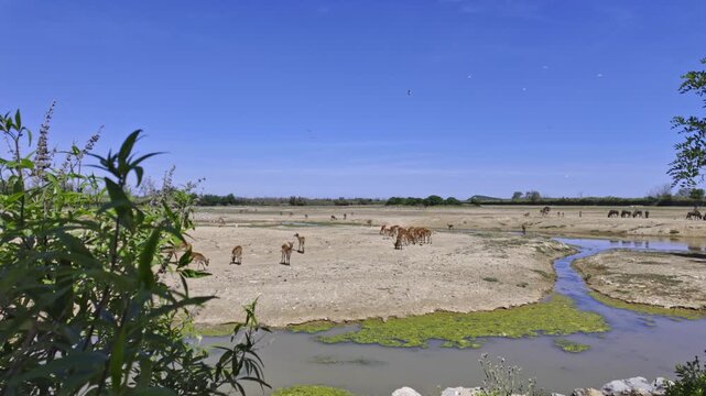 Panoramic view of antelope, wildebeest, and ostriches grazing peacefully in a dry riverbed in the Sigean African Reserve under a clear blue sky, illustrating the biodiversity of the savanna