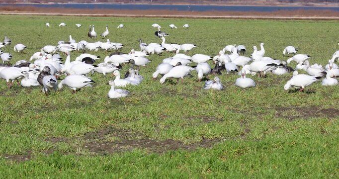 Static video of Snow Geese (Anser caerulescens) in a field in Hagerman National Wildlife Refuge in Sherman, Texas.