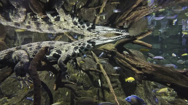 Slender snouted crocodile, also known as Mecistops cataphractus, resting on a submerged branch while African Cichlids swim peacefully around it in the Sigean African Reserve