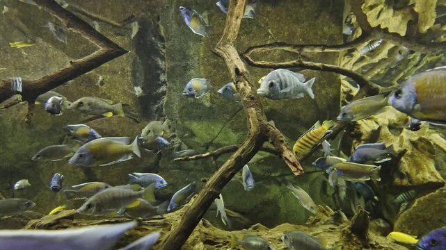 Beautiful Malawi Cichlids from the Mbuna and Peacock families swimming peacefully in a large, freshwater aquarium recreating their natural rocky habitat with tree branches and stones