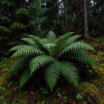Futurist Rain Quiet. Serene Coniferous Forest Landscape After Rain, With Calm And Relaxing Feel From Dark Green Fern Bushes