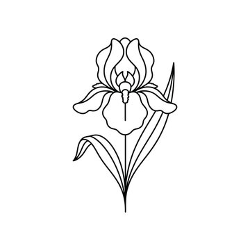 A simple black and white line art drawing of an iris flower