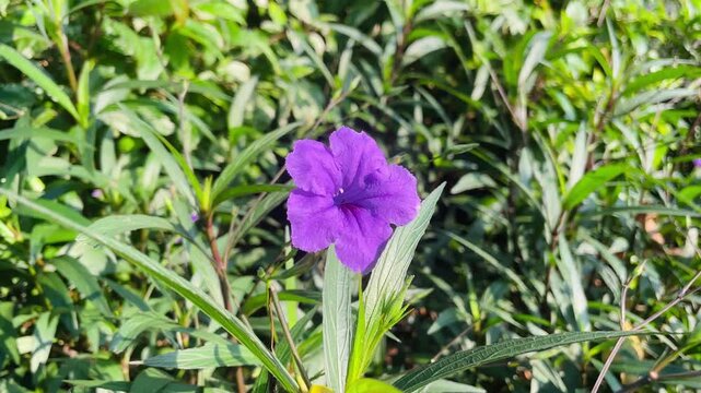 Close up of Ruellia simplex flower with vibrant purple petals, detailed floral texture, ornamental tropical plant captured in natural outdoor light.
