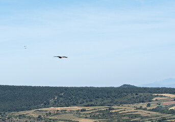 Obraz premium Griffon Vulture Soaring Over Rural Hills