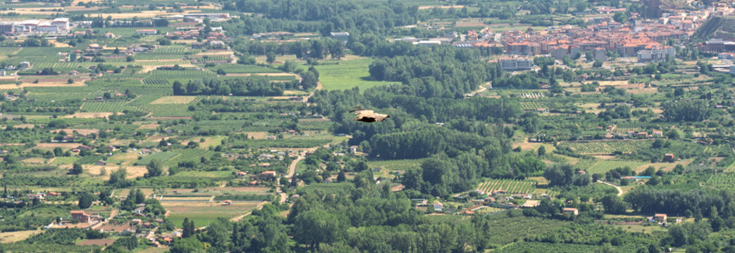 Griffon Vulture Over Vineyards and Town in La Rioja