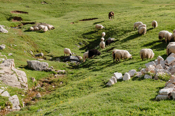 Fototapeta premium Sheep Grazing on Alpine Pasture in Summer Mountains