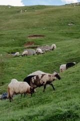 Fototapeta premium Sheep Grazing on Alpine Pasture in Summer Mountains