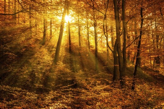 Morning haze in autumn forest, golden light, sun shines through autumn foliage, Harz, Saxony-Anhalt, Germany