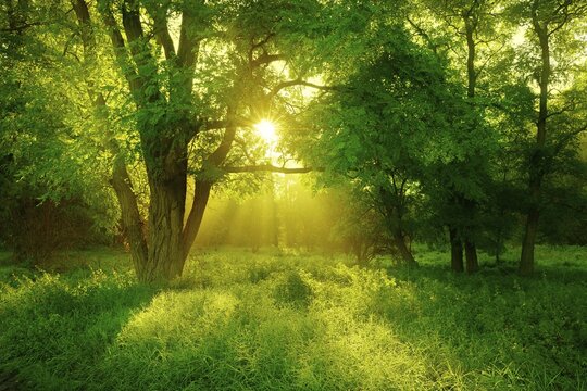 Morning atmosphere in the forest, sun shines through trees, Black locust (Robinia pseudoacacia) on clearing, Lower Saale Valley Nature Park, Saxony-Anhalt, Germany