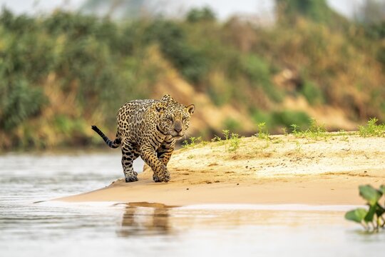 Jaguar (Panthera onca), walking on sand on the riverbank, North Pantanal, Bar&atilde;o de Melga&ccedil;o, Josel&acirc;ndia, Mato Grosso, Brazil