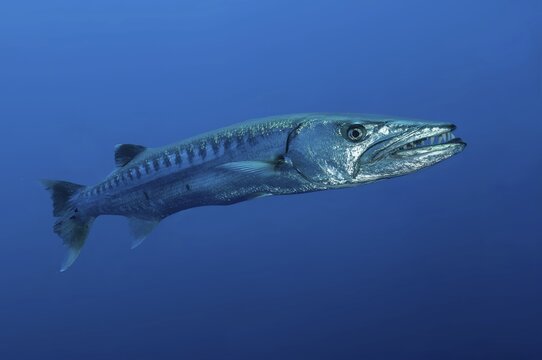 Underwater photo close-up of Great barracuda (Sphyraena barracuda) stands floating directly in front of viewer has mouth slightly open shows large strong teeth, Pacific Ocean