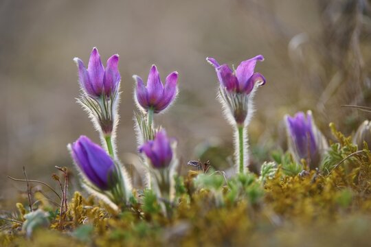 Pasque flower (Pulsatilla vulgaris), purple blooming spring flowers, Werbach, Tauber Valley, Baden-W&uuml;rttemberg, Germany