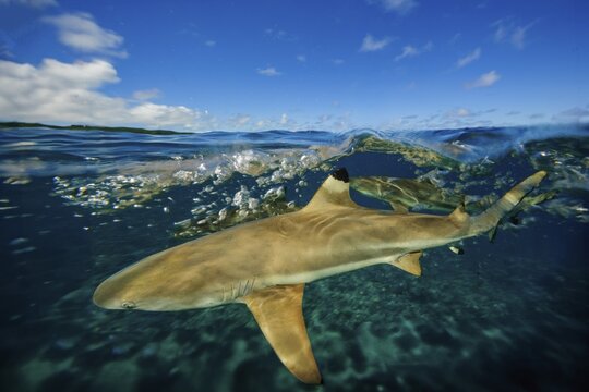 Underwater photo split shot half-and-half shot at sea surface water surface of blacktip reef shark (Carcharhinus melanopterus) blacktip reef shark swims directly in front of viewer angles fin downwards shows threatening gesture is hunting for prey, over-under photo, split-shot split, Pacific Ocean