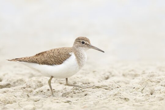 Common sandpiper (Actitis hypoleucos) looking for food at the edge of a body of water, wildlife, nature photography, wading bird, migratory bird, Apetlon, Lake Neusiedl, Burgenland, Austria