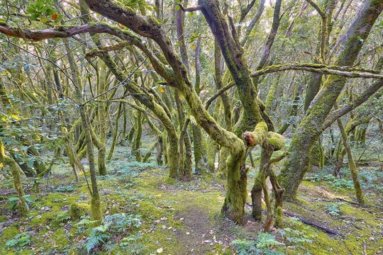 Tangled trees in thick, mossy forest, laurel forest, La Laguna Grande, Garajonay National Park, UNESCO World Heritage Site, Biosphere Reserve, La Gomera, Canary Islands, Spain