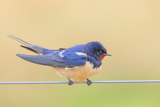 Barn Swallow (Hirundo rustica) sitting on a wire, wildlife, animals, birds, swallows, migratory bird, Ochsenmoor, Naturpark D&uuml;mmer See, H&uuml;de Lower Saxony, Germany