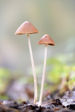 Bonnets (Mycena), North Rhine-Westphalia, Germany