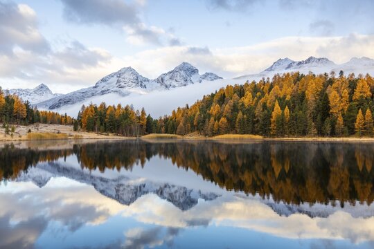 Lake Stazer in front of mountain peaks with snow, mixed forest with larch (Larix) in autumn, autumn, reflection, Piz Albana, Piz Julier, Piz Nair, Piz Polaschin, Celerina/Schlarigna, Engadin, Grisons, Switzerland