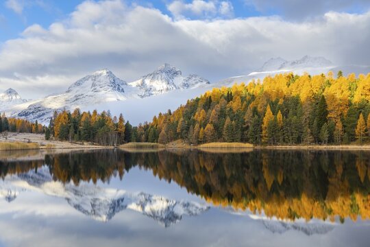 Lake Stazer in front of mountain peaks with snow, mixed forest with larch (Larix) in autumn color, reflection, autumn, Piz Albana, Piz Julier, Piz Polaschin, Celerina/Schlarigna, Engadin, Graub&uuml;nden, Switzerland