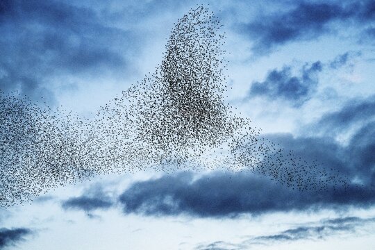 H&uuml;de, Lower Saxony, Germany, Large flock of starlings (Sturnus vulgaris) flying in cloudy sky, impressive formation, flock of birds against blue sky with clouds, dynamic pattern in the sky