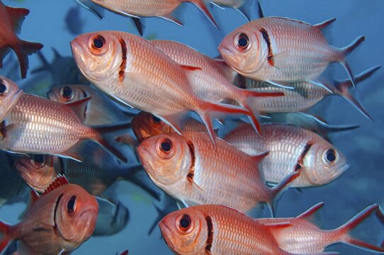 Close-up of school of fish Blackbar soldierfish (Myripristis jacobus), Saint Lucia, Caribbean