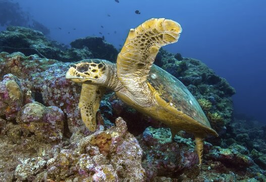Underwater photo Hawksbill sea turtle (Eretmochelys imbricata) swimming through coral reef, Port Ras Ghalib, Port Ghaleb, Africa, Red Sea, Egypt