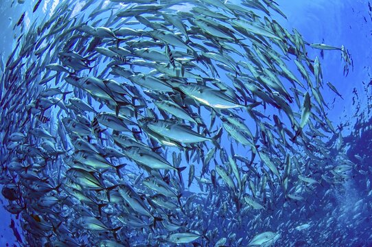 School of bigeye trevally (Caranx sexfasciatus) Bigeye trevally swim in blue water forming circles, Indian Ocean, Maldives