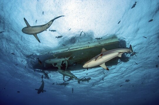 Underwater photo up view of several gray reef sharks circling around dive boat boat for scuba divers, raindrops patter on sea surface, Pacific Ocean, Yap Island, Yap State, Caroline Islands, FSM, Federated States of Micronesia, Australia, Oceania