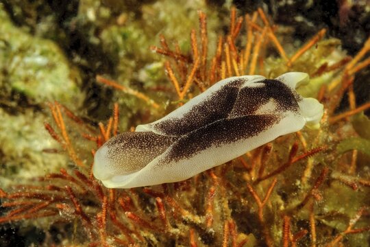 Underwater photo of Star-headed Shield Snail (Chelidonura amoena) Yellow-banded Swallowtail Snail Sea snail, Pacific Ocean, Philippine Sea, Moalboal, Cebu, Visayas, Philippines