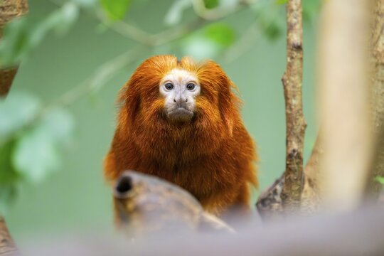 Golden lion tamarin (Leontopithecus rosalia), climbing on a tree, captive, Germany