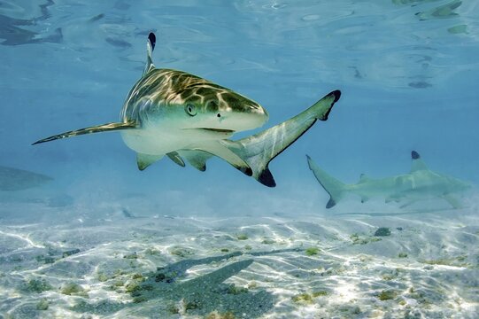Juvenile young blacktip reef shark (Carcharhinus melanopterus) swims across sand in shallow lagoon off beach on Maldives island, Indian Ocean, Maldives