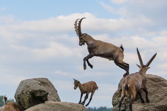 A male ibex (Capra ibex) jumps from rock to rock. A blue sky with clouds can be seen in the background. Carinthia, Austria