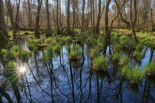 Sunlight reflected in the calm waters of a riparian forest, surrounded by thin trees and grasses, spring, Rote Lache nature reserve by Wolfgang, Wolfgang, Hanau, Hesse, Germany