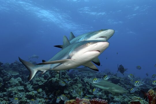 Underwater photo of two large Grey reef sharks (Carcharhinus amblyrhynchos) swimming side by side close to each other over stony corals (Scleractinia) in coral reef, Pacific Ocean, Yap Island, Yap State, Caroline Islands, FSM, Federated States of Micronesia, Australia, Oceania