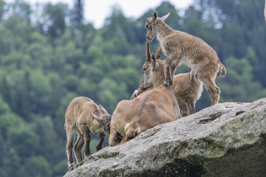 Three young ibexes (Capra ibex) climb and play on their mother, who is lying on a rock. A forest can be seen in the background. Carinthia, Austria