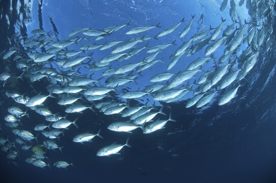 Shoal of bigeye mackerel (Caranx sexfasciatus) swimming in blue water forming a gyre, Pacific Ocean, Tulamben, Bali, Indonesia