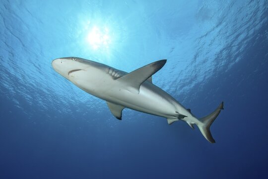 Grey reef shark (Carcharhinus amblyrhynchos) Shark swimming in backlight under water surface above through open water blue sea bright sun, Pacific Ocean, Caroline Islands, Yap Island, Yap State, Federated States of Micronesia, Australia, Oceania