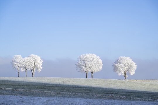 Silver lime trees (Tilia tomentosa) with hoarfrost on the branches standing on a meadow on a sunny day with blue sky in the background in winter, Bavaria, Germany