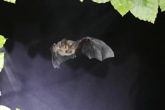 Bechstein's bat (Myotis bechsteinii) in flight, potentially endangered species, highspeed nature photo, bats, mammals, animals Siegerland, North Rhine-Westphalia, Germany